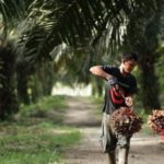 Tidak Ilmiah! Tudingan Sawit Penyebab Deforestasi Hanyalah Ilusi