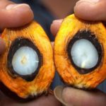 Cegah Penyakit Mematikan, Sawit Bantah Telak Isu Kesehatan